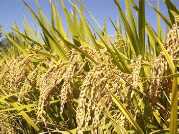 RICE: PLANT, CROP, FOOD, HISTORY AND AGRICULTURE | Facts and Details