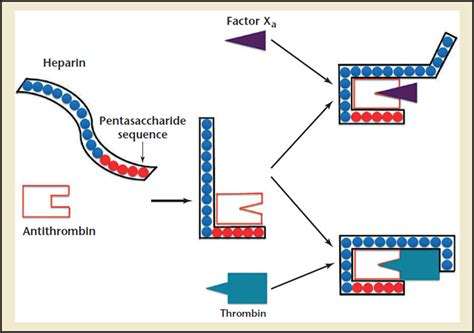 Гепарин Механизм Действия Фармакология – Telegraph