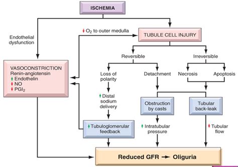 MBBS Medicine (Humanity First): Acute Tubular Necrosis (ATN).