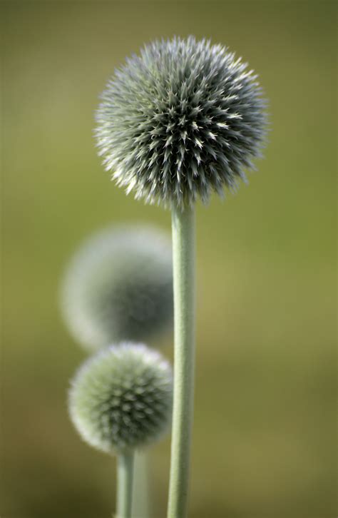 Close up shot of dandelion flower HD wallpaper | Wallpaper Flare