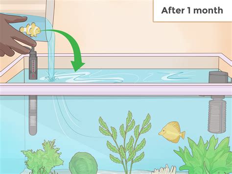 How to Set up an Aquarium With Live Plants: 14 Steps