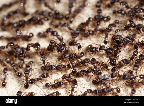 Swarm of ants Stock Photo - Alamy