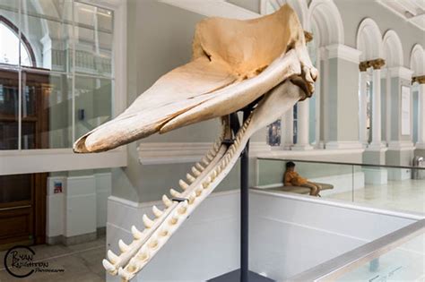 Sperm Whale Skull - National Museum Of Scotland | Ryan Knighton | Flickr