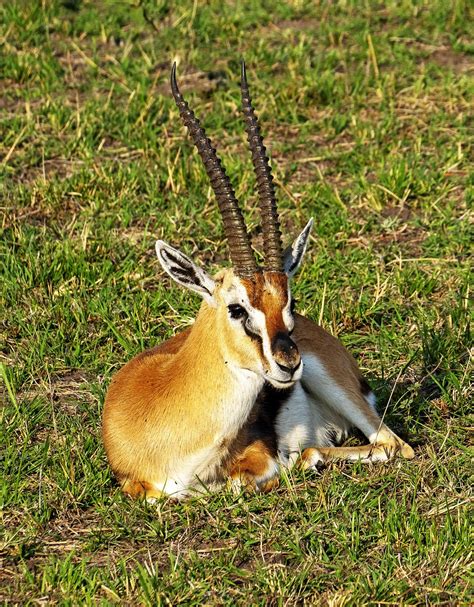 300+ Free Gazelle & Impala Images - Pixabay