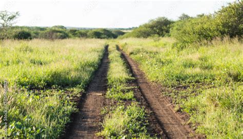 Sandy dirt road in the south african Kruger national park with grasslands on the left and right ...