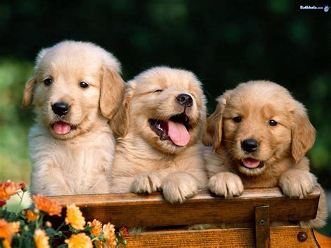 happy puppies - I LOVE ANIMALS Wallpaper (2824533) - Fanpop