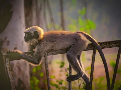 A grey langur - PixaHive