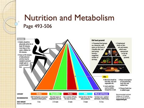 PPT - Nutrition and Metabolism PowerPoint Presentation, free download - ID:2635091