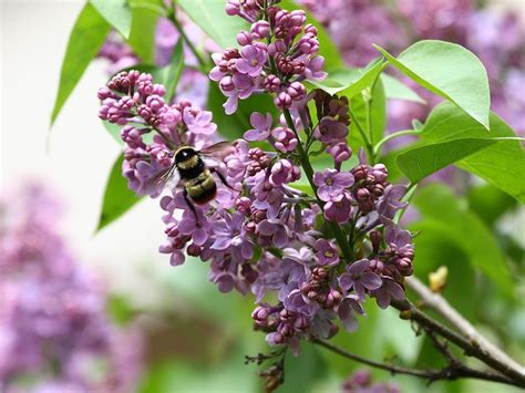 10 Bee Friendly Plants Worth Adding to Your Yard | Reader's Digest