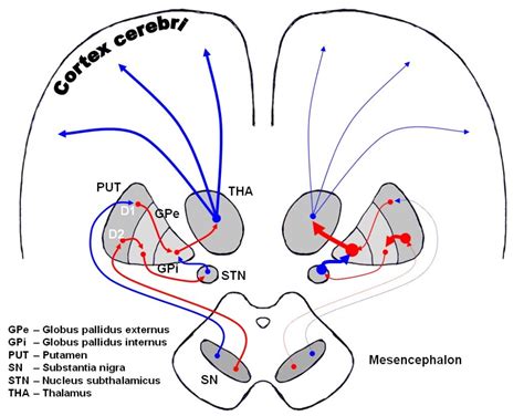 Subthalamus | Facts, Anatomy, Function, Position & Summary