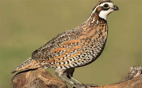 Chris Dorsey Hunting Bobwhite Quail - Sporting Classics Daily