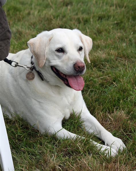 Labrador Dog Free Stock Photo - Public Domain Pictures