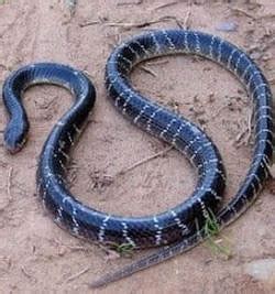 Common Krait - Snake Facts