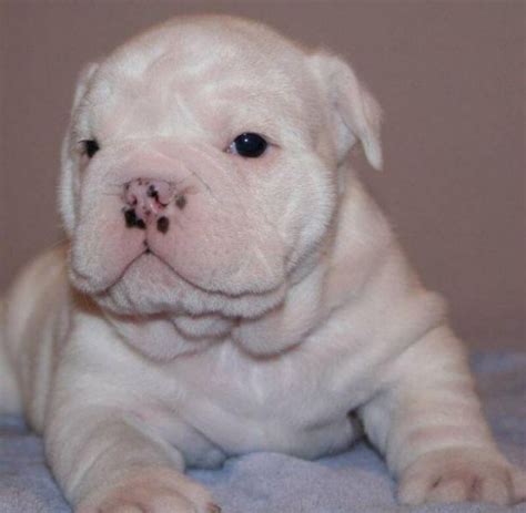 Healthy English Bulldog puppies for adoption