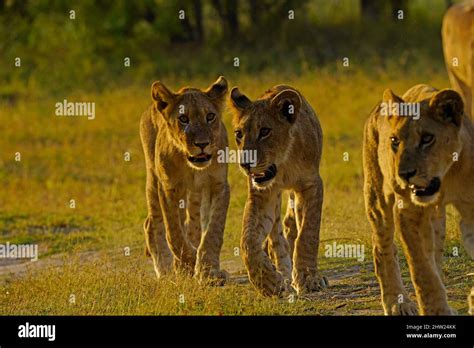 Pride of lions are an iconic sight in Africa Stock Photo - Alamy