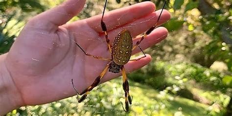 In nope news: Spiders The Size Of Basketballs Lurk Deep Inside ...