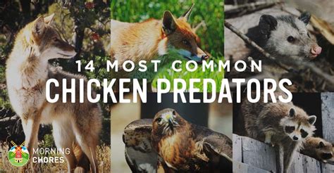 Identifying 14 Common Chicken Predators (and How to Protect Them)