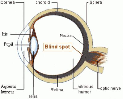 Optic Disk (Blind Spot) - myeyepage.weebly.com