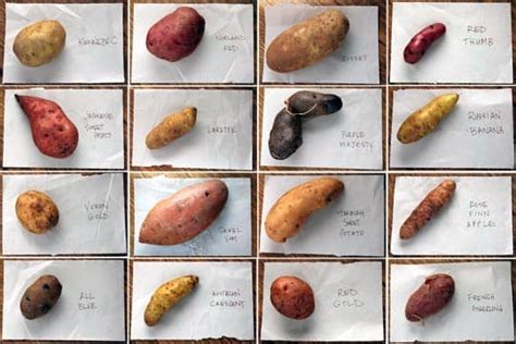 Sixteen Kinds of Potatoes | Kitchn