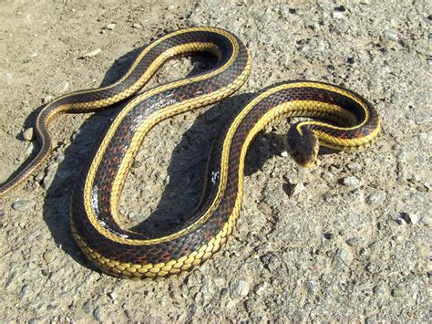 Iowa Reptiles: A large Eastern Garter Snake...