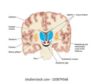 147 Corpus striatum Images, Stock Photos & Vectors | Shutterstock