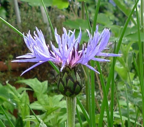 centaurea montana | garden withoutdoors