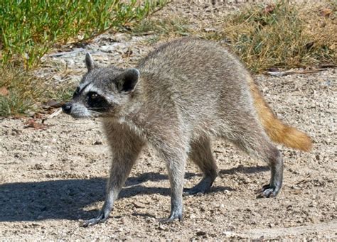 The Cozumel raccoon, also called the pygmy raccoon, is a critically ...