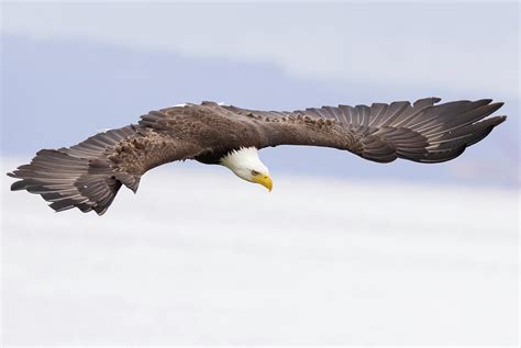 Eagle Wing Span Photograph by Angie Vogel - Pixels