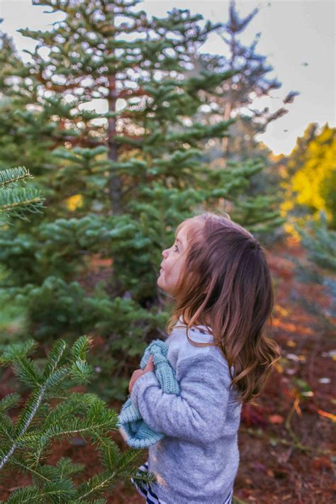 Best Apple Hill Christmas Tree Farms to Cut Your Own Tree