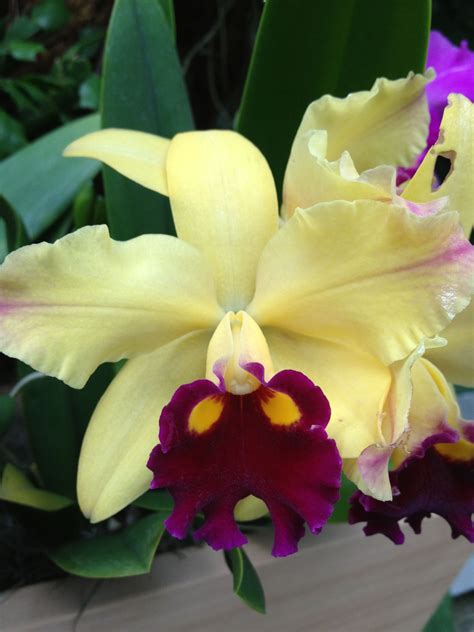 Orchid | Beautiful orchids, Orchid flower, Unusual flowers