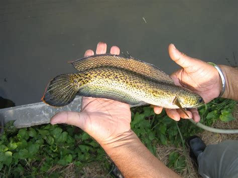 Channa Barca fish worth Rs 5 crore seized in Assam, know the specialty ...