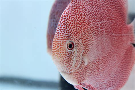 Chicago Discus | Your discus fish specialty store