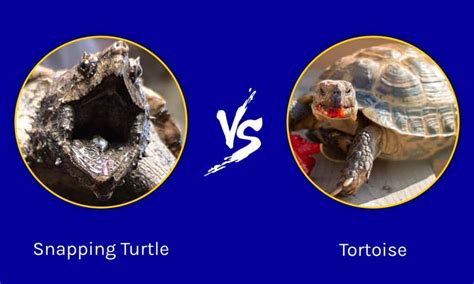 Snapping Turtle vs Tortoise: Key Differences Explained - A-Z Animals