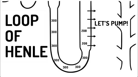 LOOP OF HENLE explained!! - YouTube