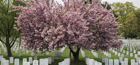 11 Memorial Trees To Plant on Great Memorial Day Events