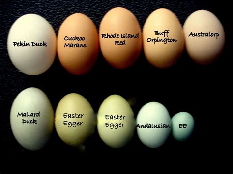 Fresh Eggs Daily®: A Rainbow of Egg Colors | Chickens backyard, Chicken ...