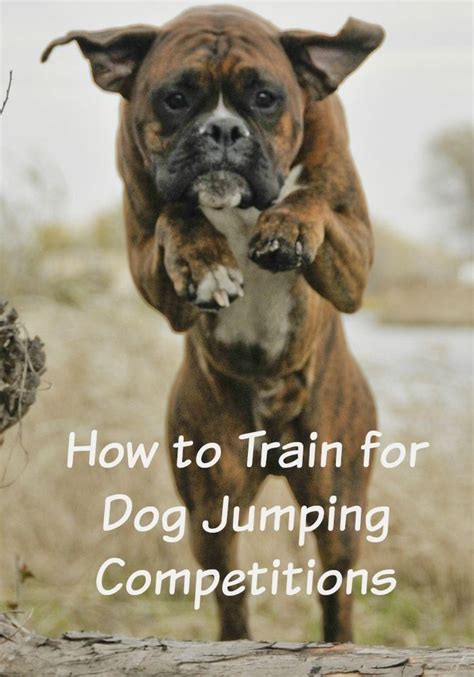 Training Archives - DogVills | Dog training techniques, Dog training tips, Dogs