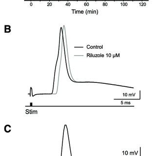 Effects of riluzole on action potentials recorded from lumbar ...