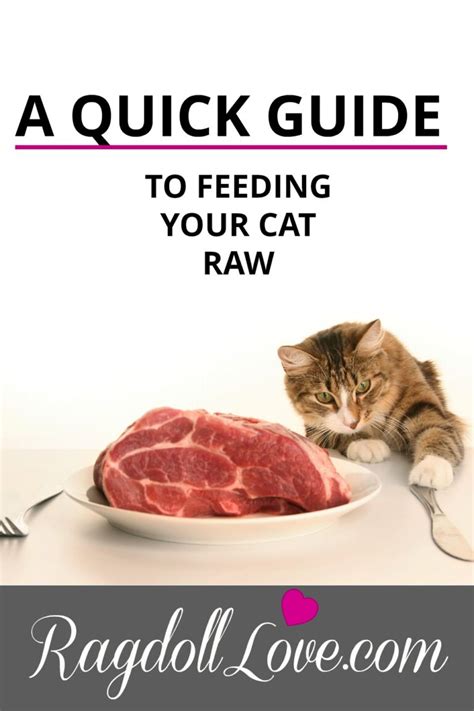 Raw Food Diet For Cats -- A Quick Guide For Cat Parents | Raw cat food recipes, Raw cat food ...