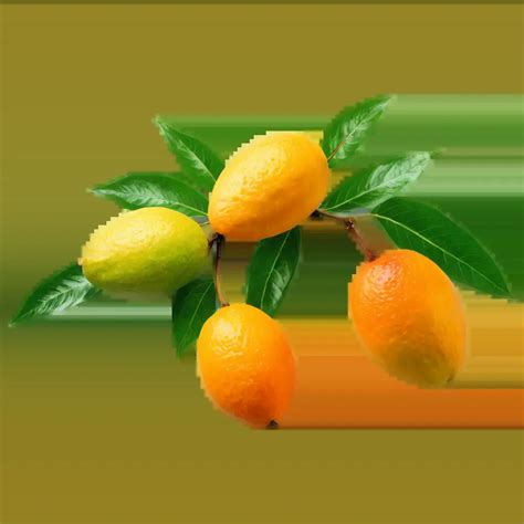 Stunning Orange Mango with Two Leaf PNG Image HighQuality Visual ...