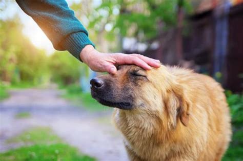 Why Do Dogs Put Their Ears Back When Petting Them? - Canine Body Language