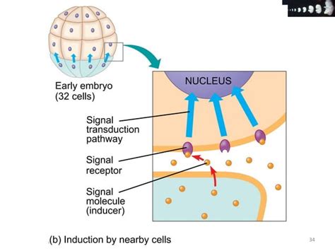 Cell proliferation & differentiation