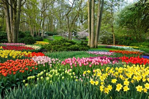 Keukenhof Tulip Gardens Photos | Fasci Garden