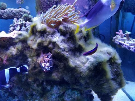 My Fight with Green Hair Algae - You CAN win! | REEF2REEF Saltwater and Reef Aquarium Forum