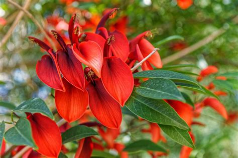 Erythrina crista-galli (Common Coral Tree)