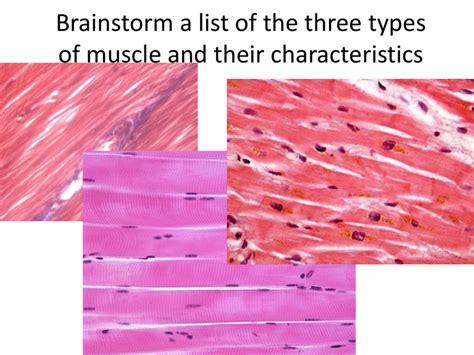 Skeletal Muscle Function And Structure