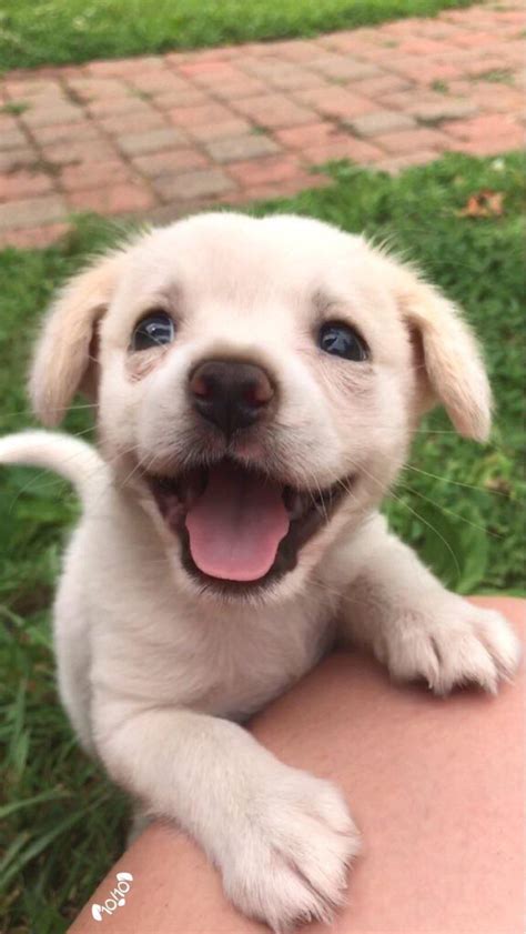 Smiling golden retriever puppy! : r/SmilingDogs