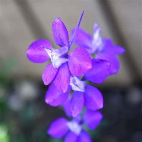 Purple Larkspur Flower Picture | Free Photograph | Photos Public Domain