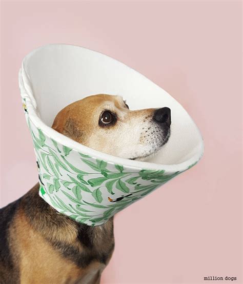 22 Of the Best Ideas for Dog Cone Alternative Diy - Home, Family, Style ...