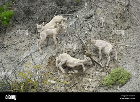 Bighorn Sheep lambs at play in the Rocky Mountains Stock Photo - Alamy